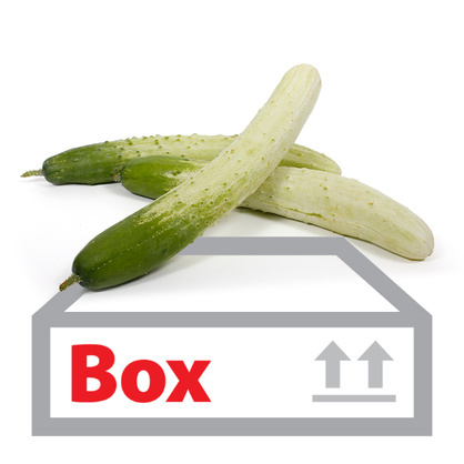 백오이(국산) 50개