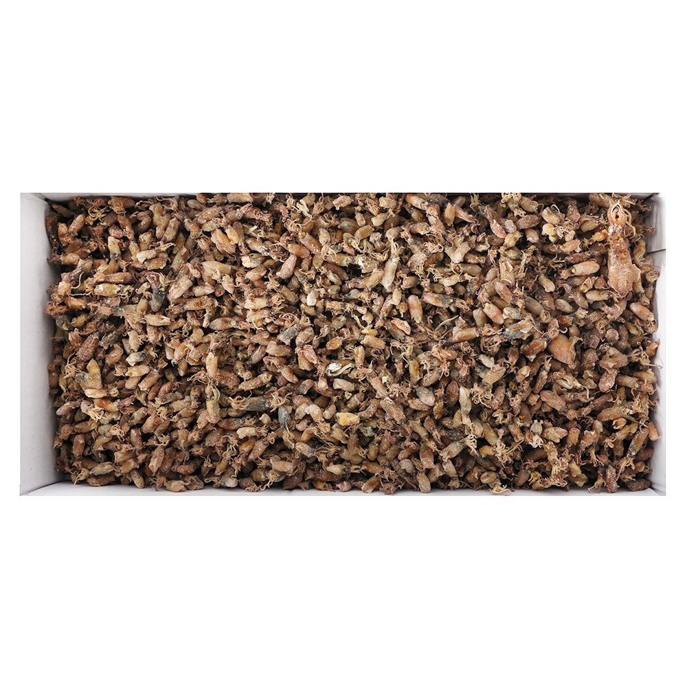 말린꼴뚜기(국산) 1.5kg