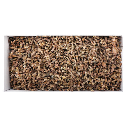 말린꼴뚜기(국산) 1.5kg