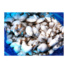 조림용새송이버섯(국내산) 2kg(봉지)