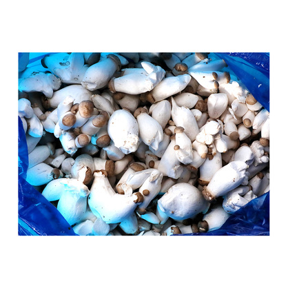 조림용새송이버섯(국내산) 2kg(봉지)