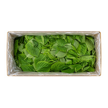 순바라깻잎 4kg(박스)