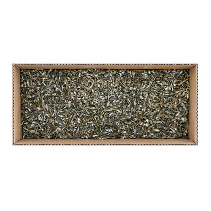 멸치(가이리B/볶음멸치/국산) 1.5kg